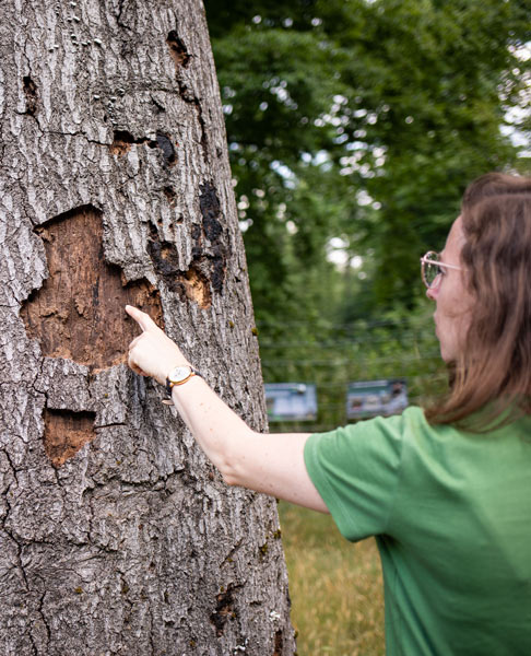 écologue de CDC biodiversité observant un arbre sur un futur site de compensation carbone dans la forêt de Chantilly